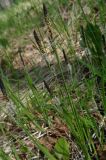 Carex nigra