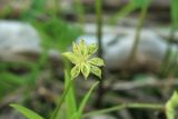 Eranthis stellata