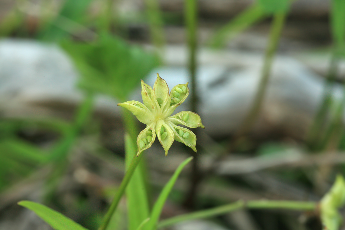 Image of Eranthis stellata specimen.