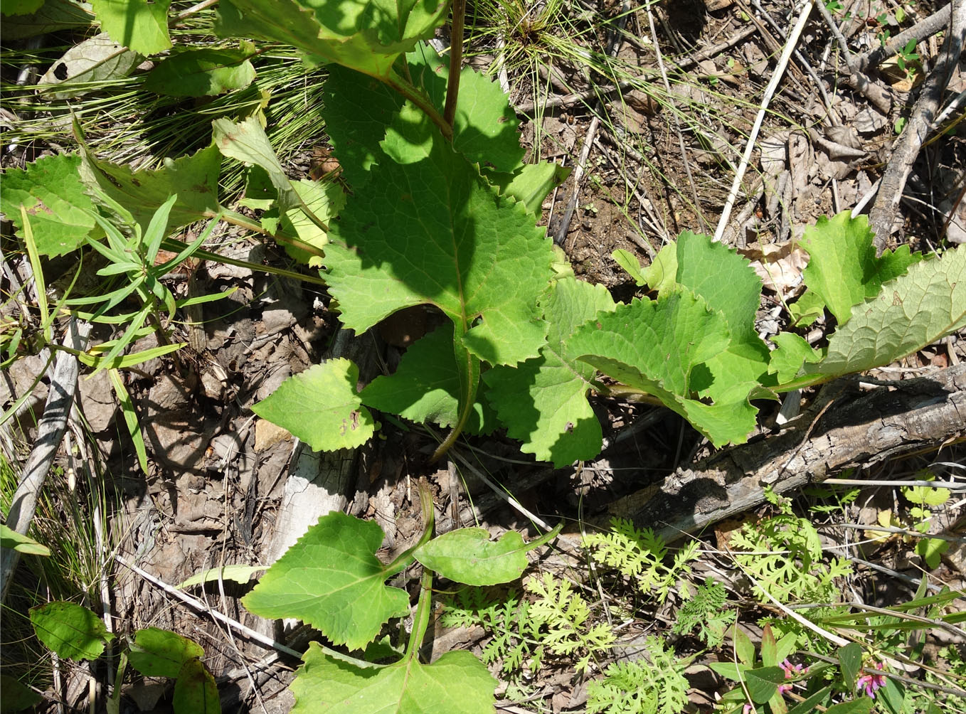 Изображение особи Doellingeria scabra.