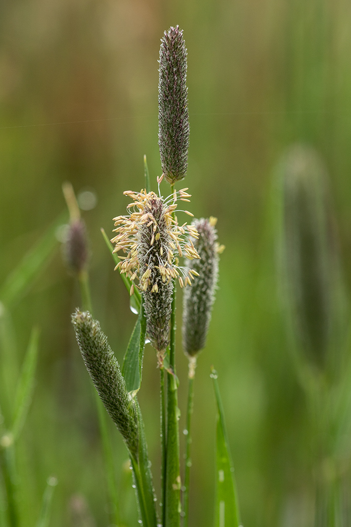Image of genus Alopecurus specimen.