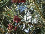 Abies concolor. Верхушка ветви с микростробилами. Беларусь, г. Минск, парк Грековой, декоративное озеленение. 03.05.2020.