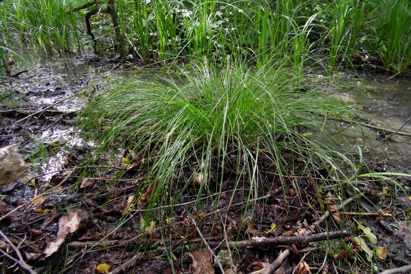 Image of Carex remota specimen.