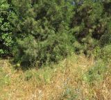 Tordylium carmeli. Цветущие и плодоносящие растения. Израиль, Нижняя Галилея, г. Верхний Назарет, выположенная вершина холма, ок. 410 м н.у.м. 26.05.2020.