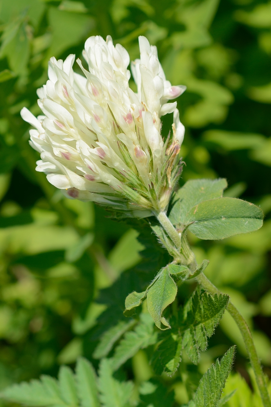 Изображение особи Trifolium canescens.