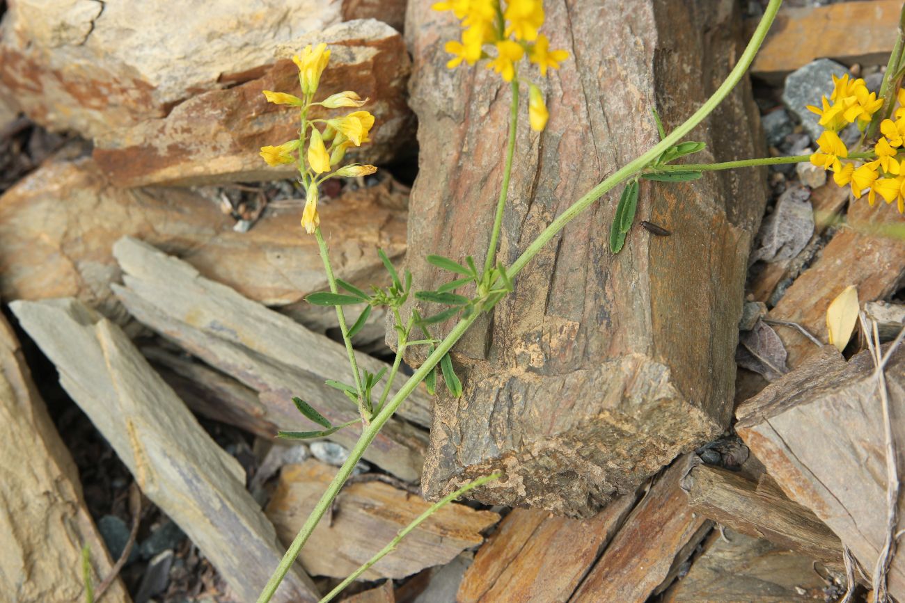 Изображение особи Medicago falcata.