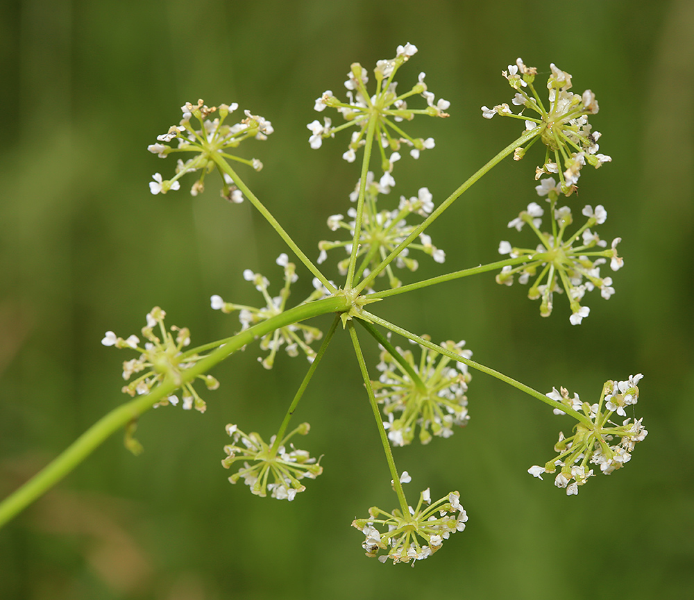 Изображение особи Conium maculatum.