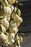 genus Yucca