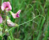 Lathyrus sylvestris