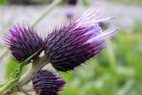 Cirsium sychnosanthum