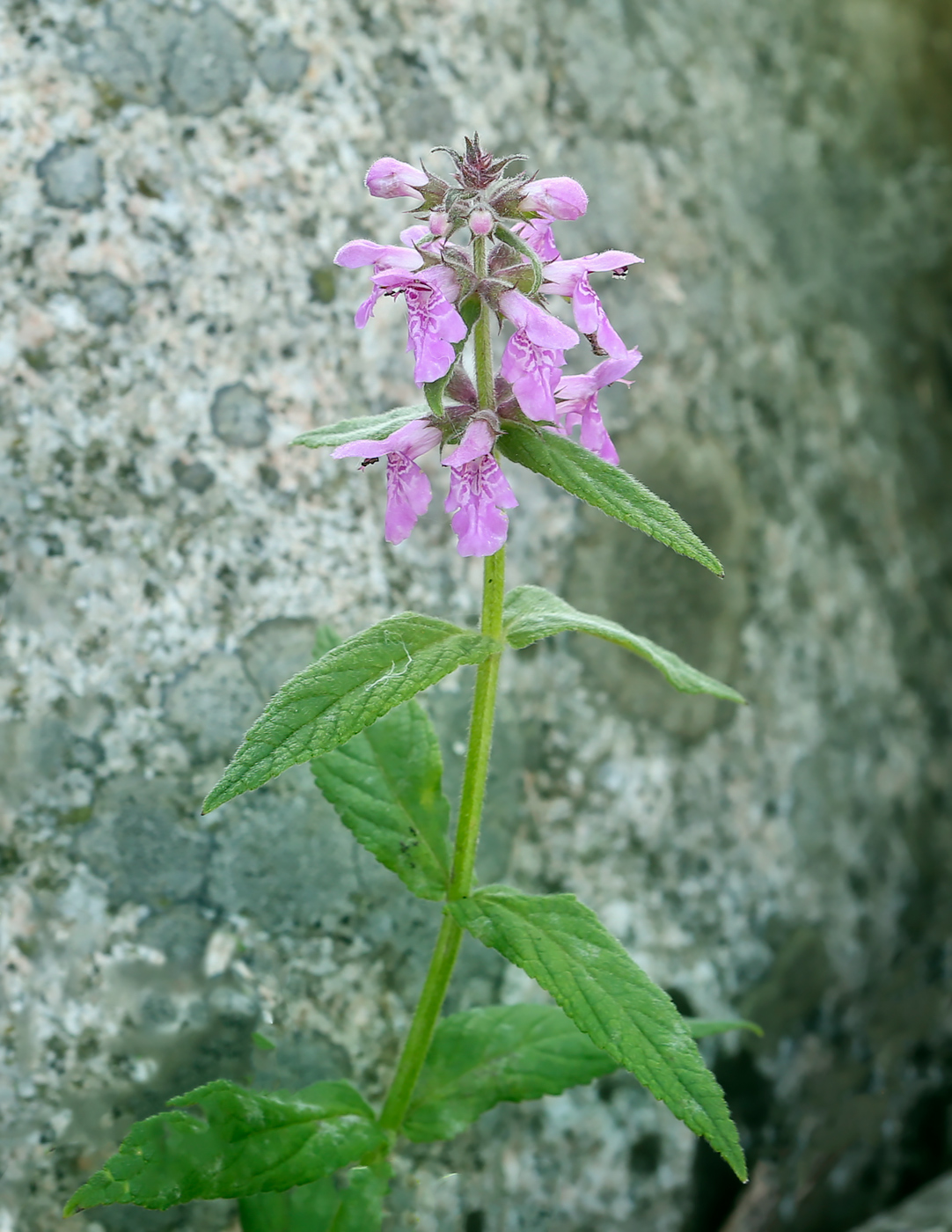 Изображение особи Stachys palustris.