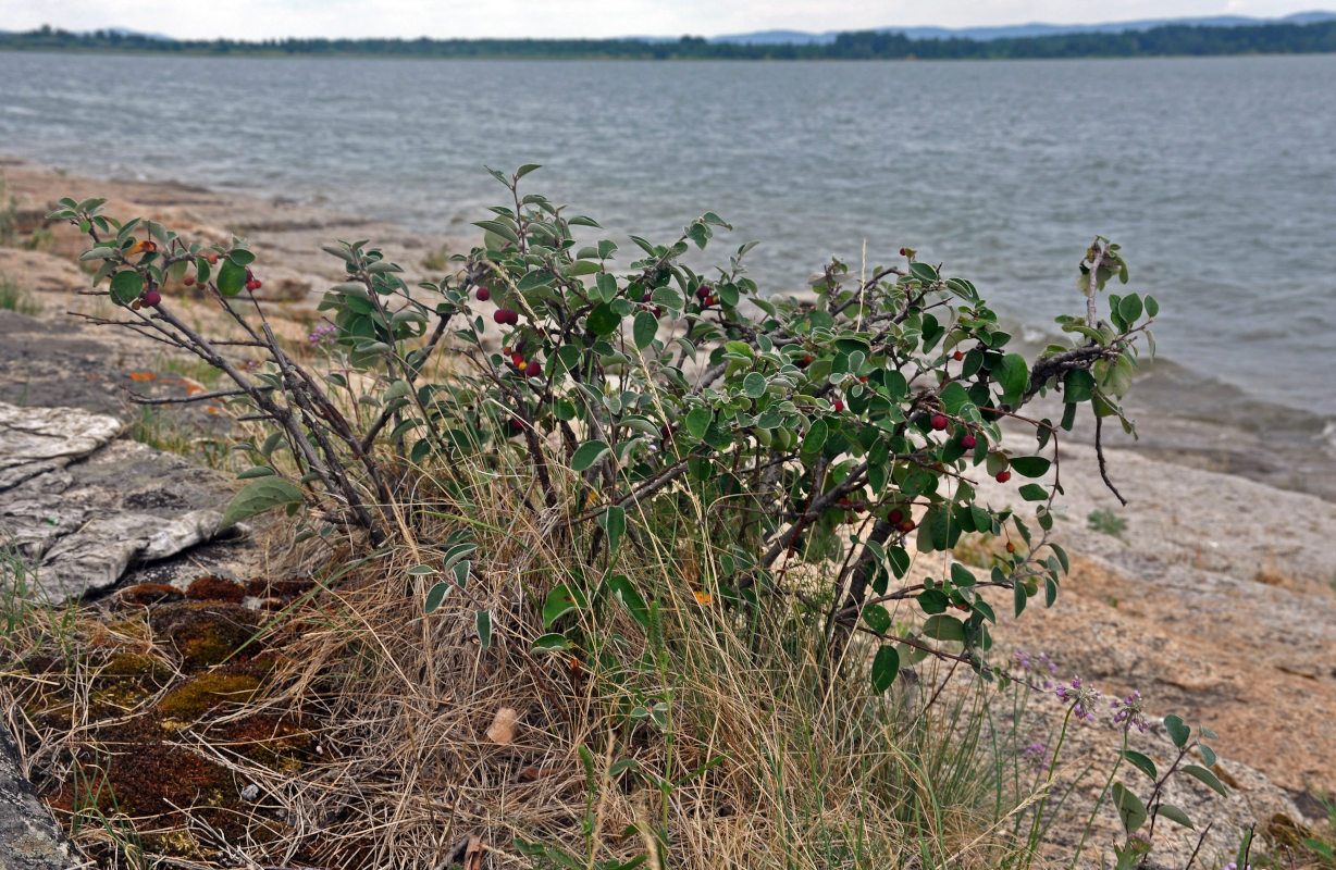 Image of Cotoneaster melanocarpus specimen.