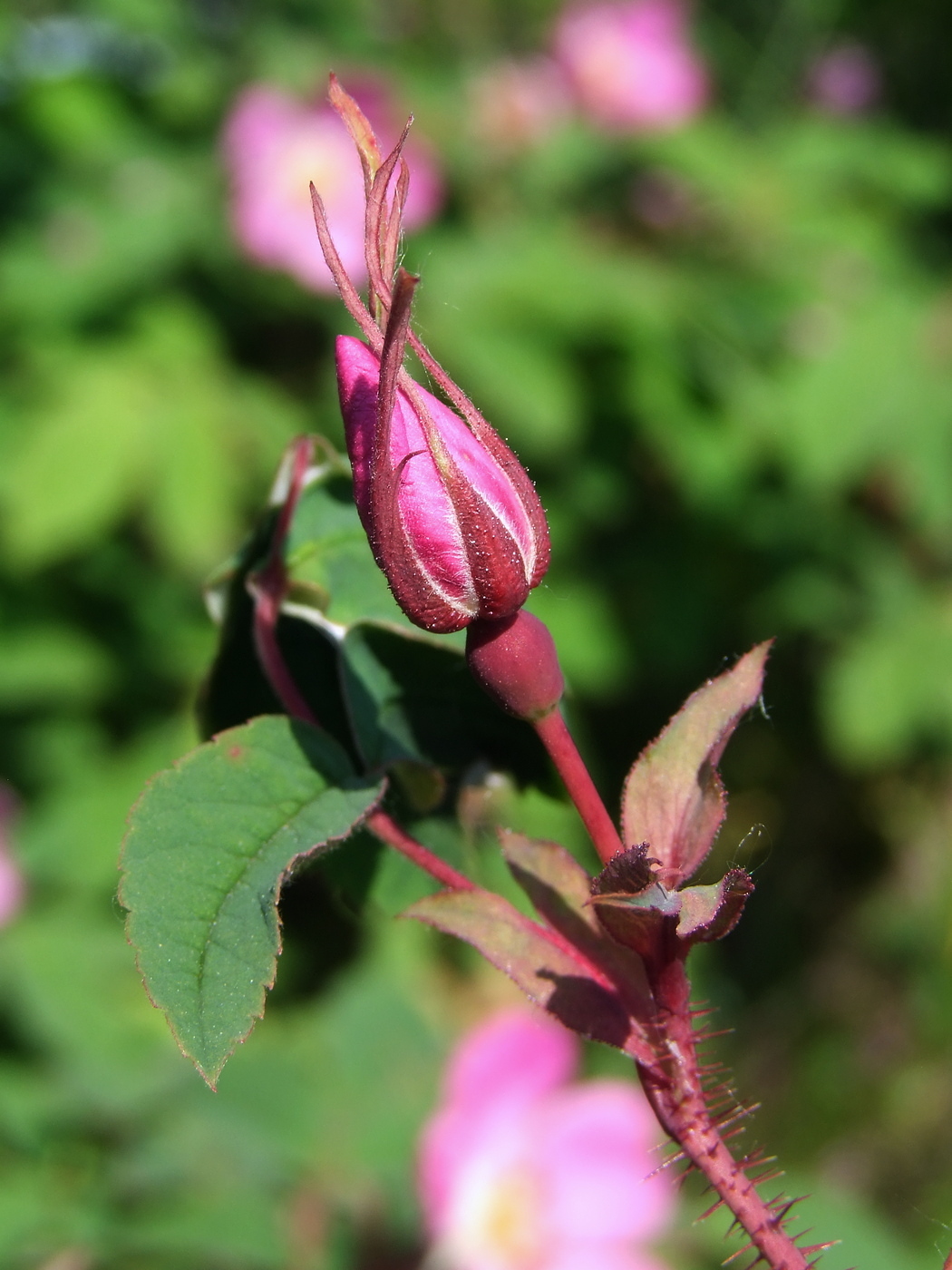Image of Rosa acicularis specimen.