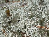 Cladonia rangiferina