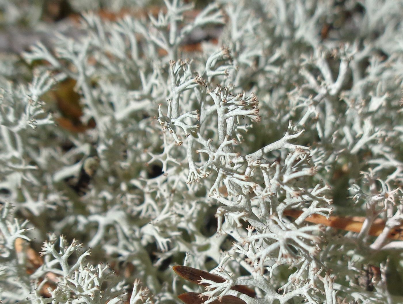 Изображение особи Cladonia rangiferina.