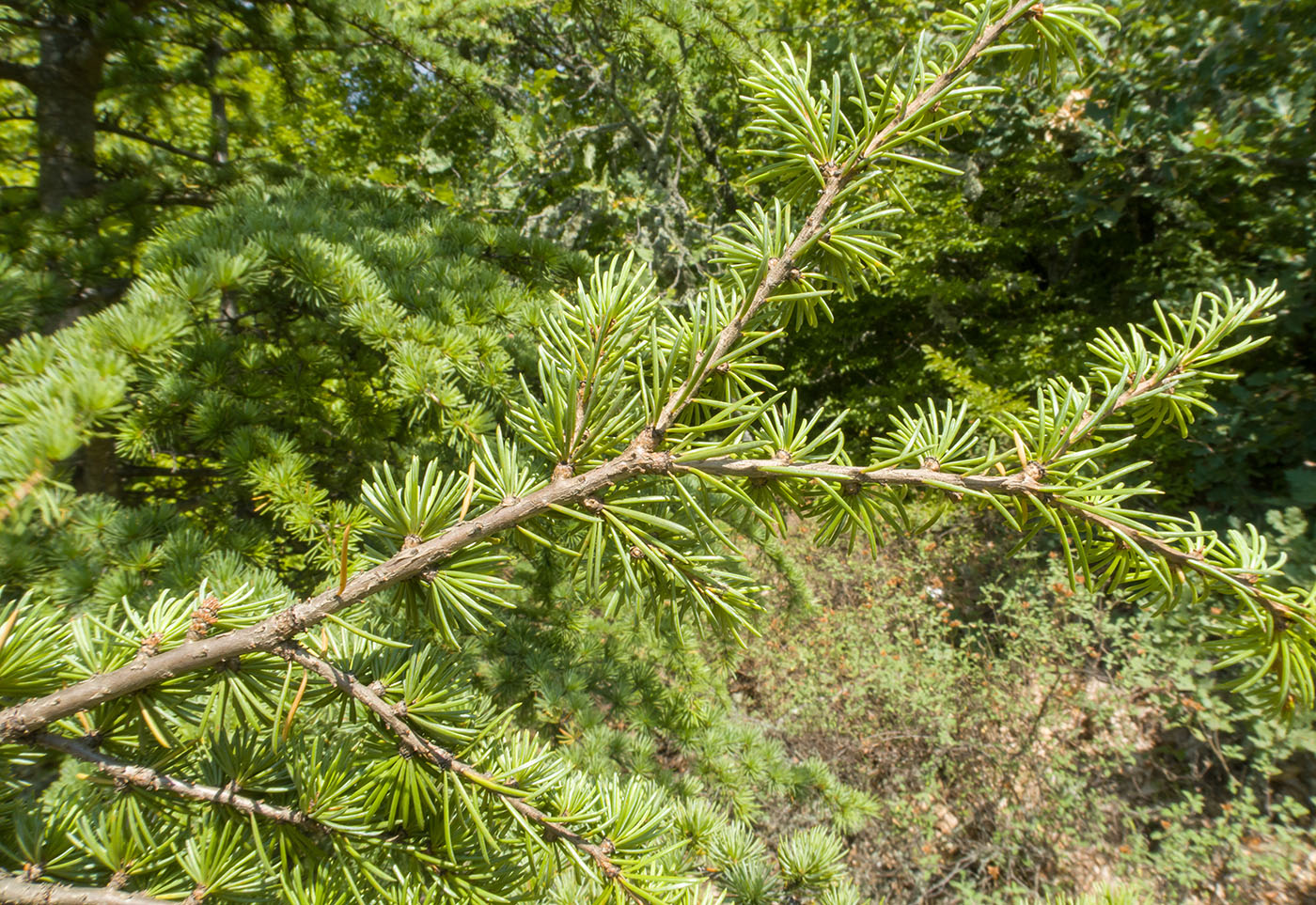 Image of Cedrus atlantica specimen.