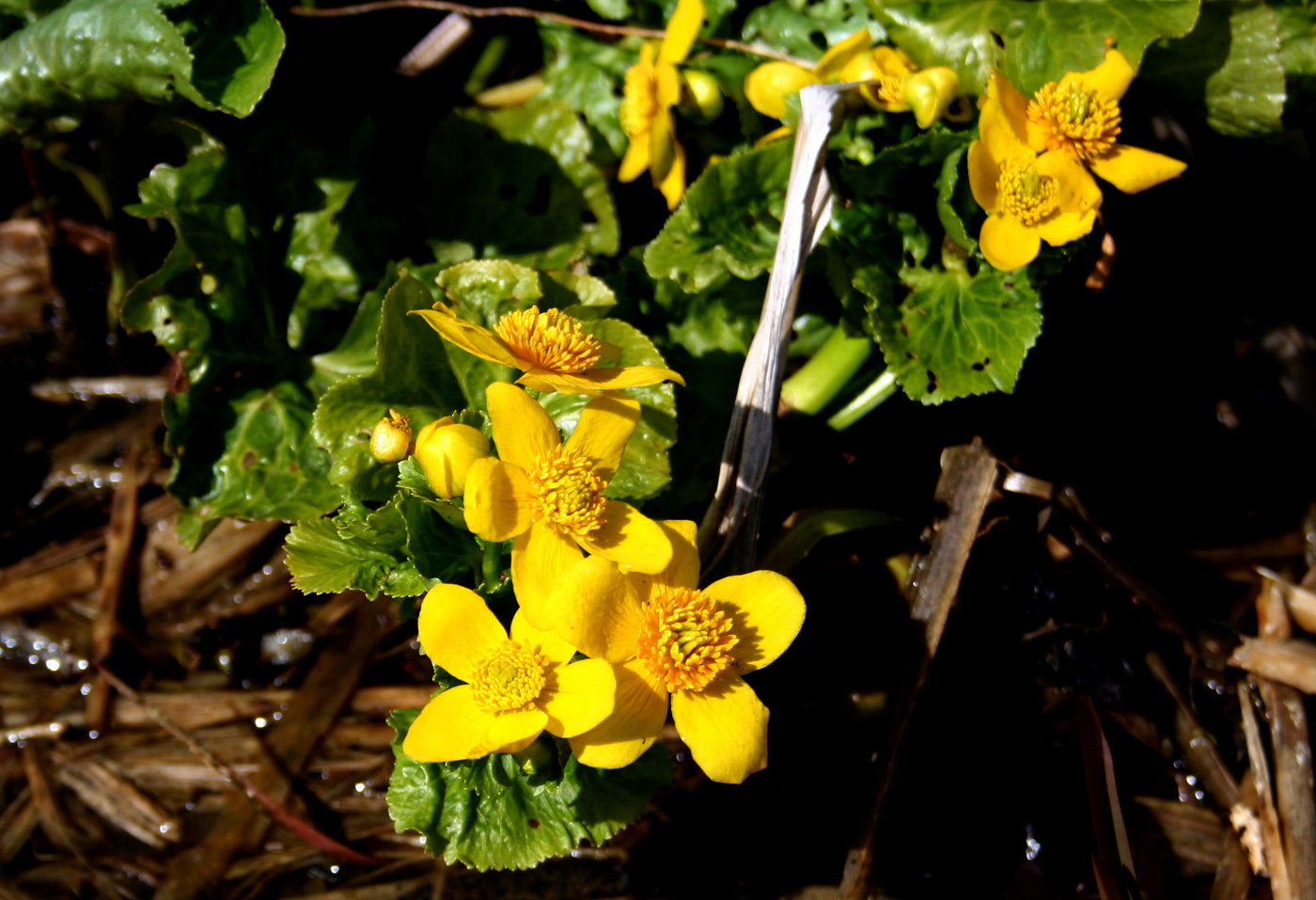 Изображение особи Caltha palustris.