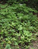 Doellingeria scabra. Цветущее растение в прибрежном лесу. Приморский край, Ольгинский р-н, 5 км Ю-В с. Милоградово, окр. бух. Красная Скала. 12.08.2009.