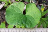 Ranunculus cassubicus. Лист (адаксиальная сторона). Ленинградская обл., Кингисеппский р-н, Кургальский п-ов, берег Финского залива, крутой склон, смешанный лес. 24.05.2020.