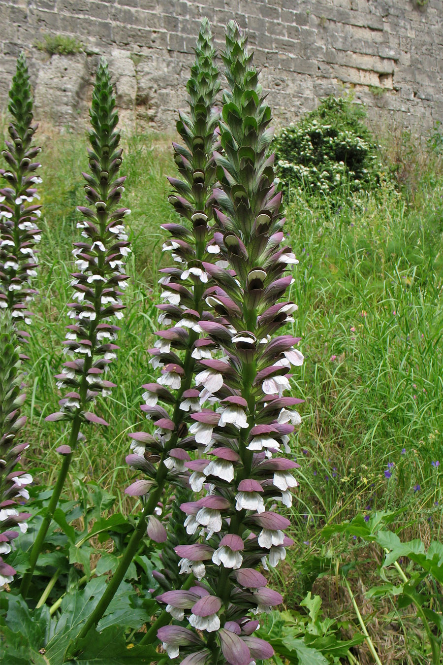 Изображение особи Acanthus mollis.