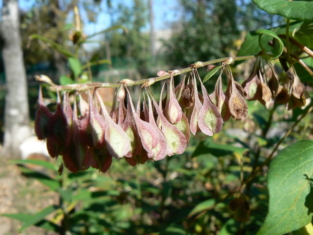 Изображение особи Fallopia dumetorum.