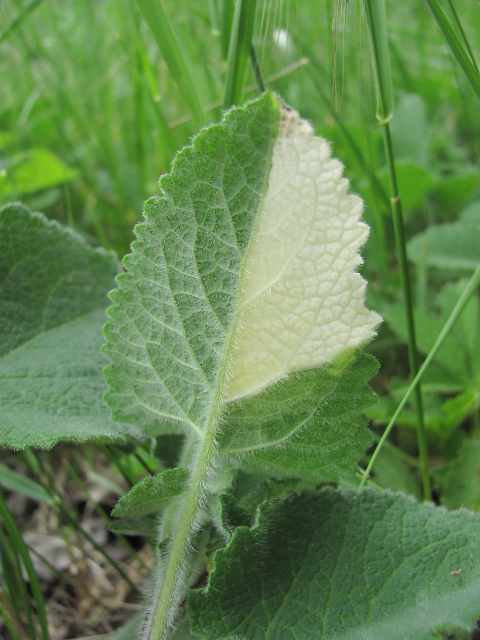 Image of Salvia verticillata specimen.