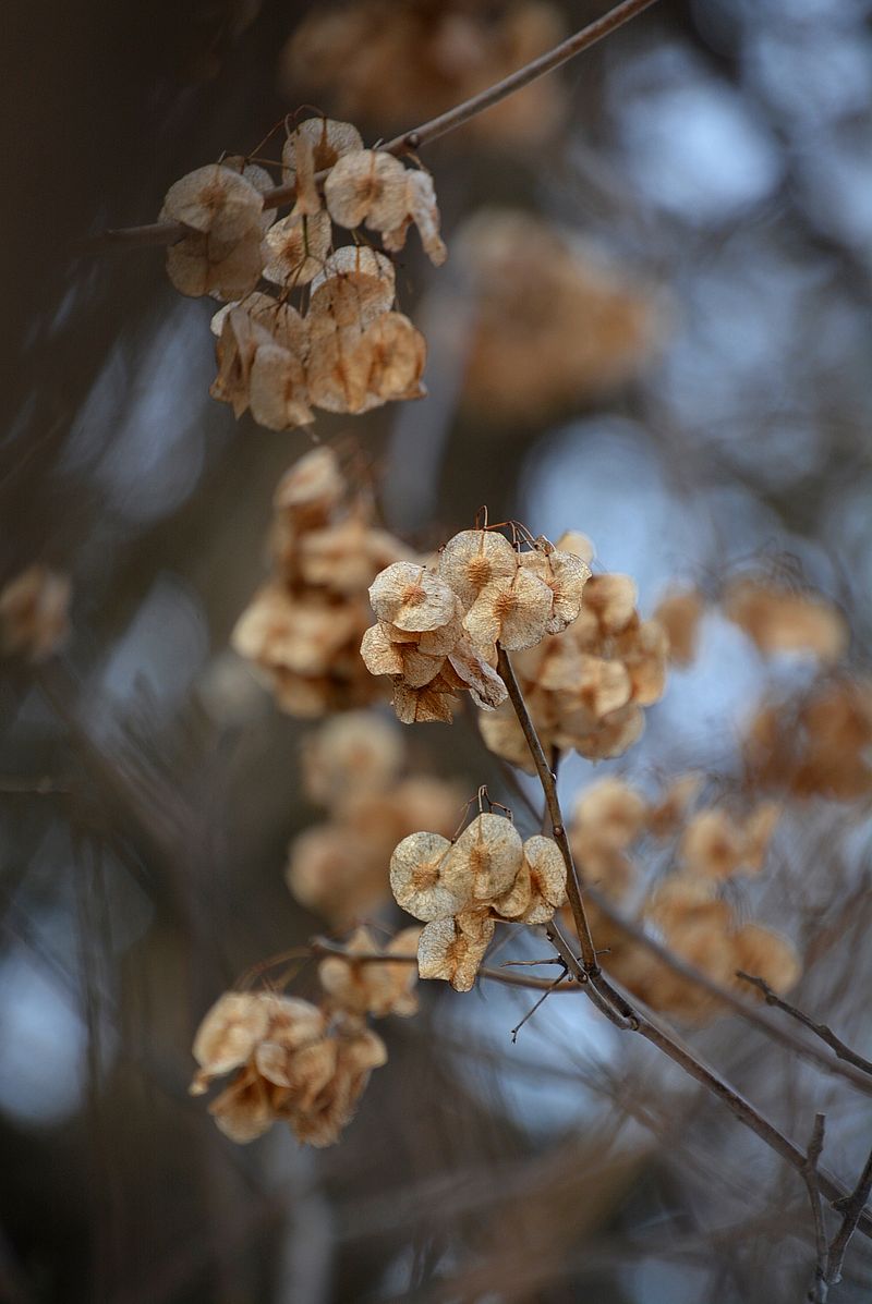 Изображение особи Ptelea trifoliata.