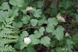 Physocarpus opulifolius