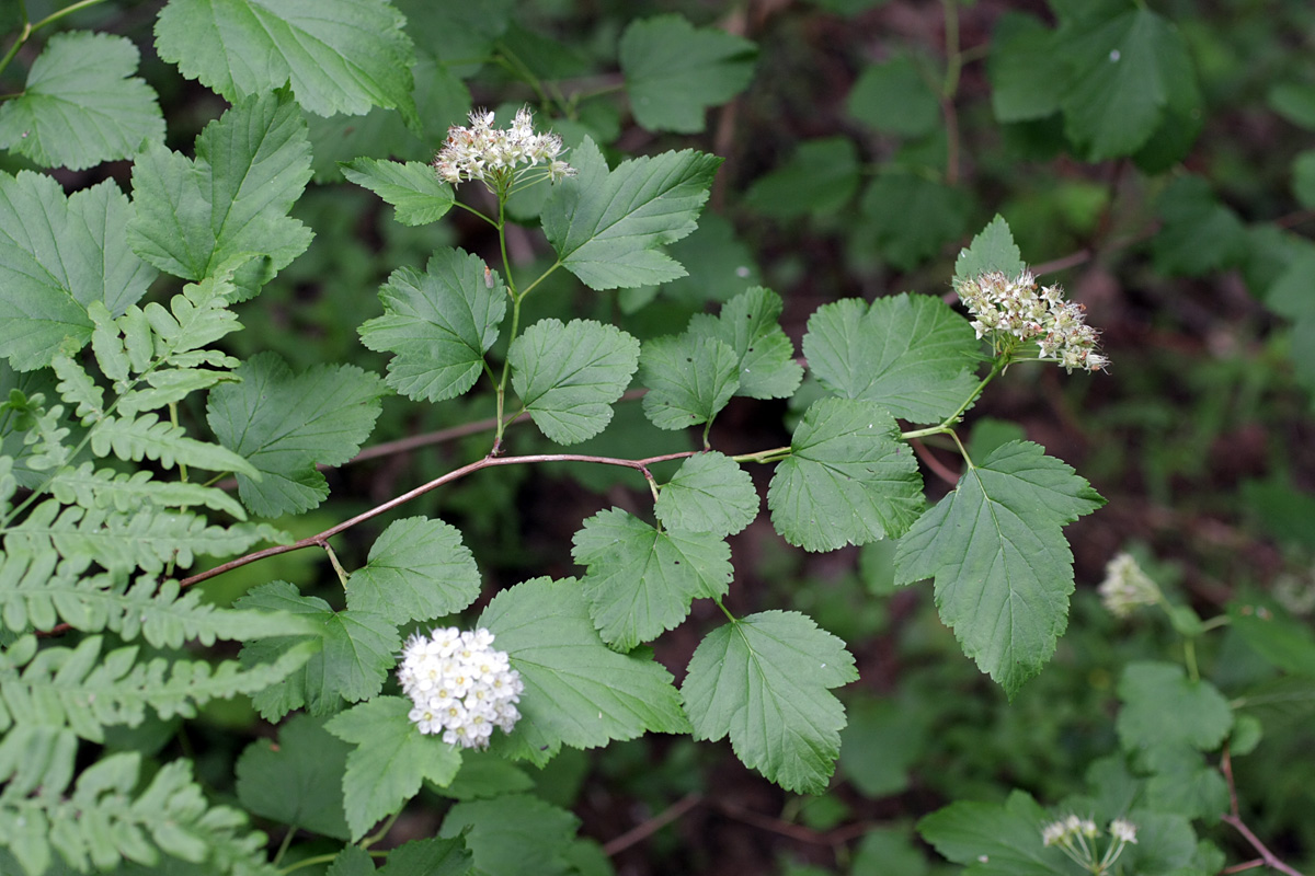 Image of Physocarpus opulifolius specimen.