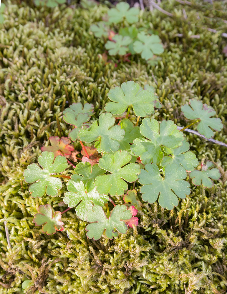 Изображение особи Geranium lucidum.