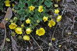 Potentilla incana