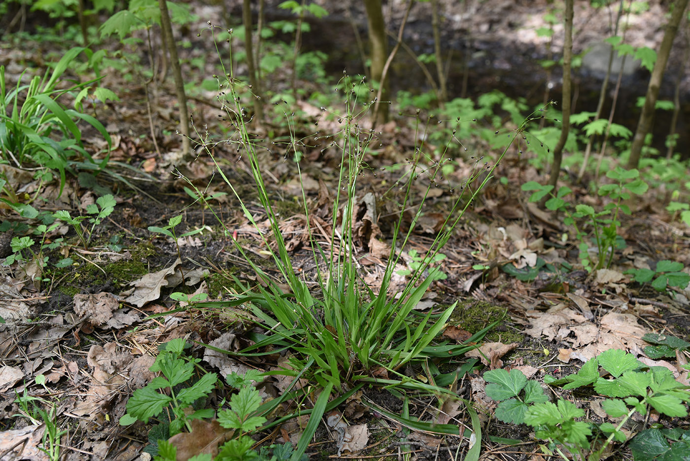 Image of Luzula pilosa specimen.