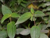 familia Melastomataceae. Верхушки побегов. Перу, регион Куско, провинция Урубамба, обочина дороги к археологическому комплексу. 16.10.2019.