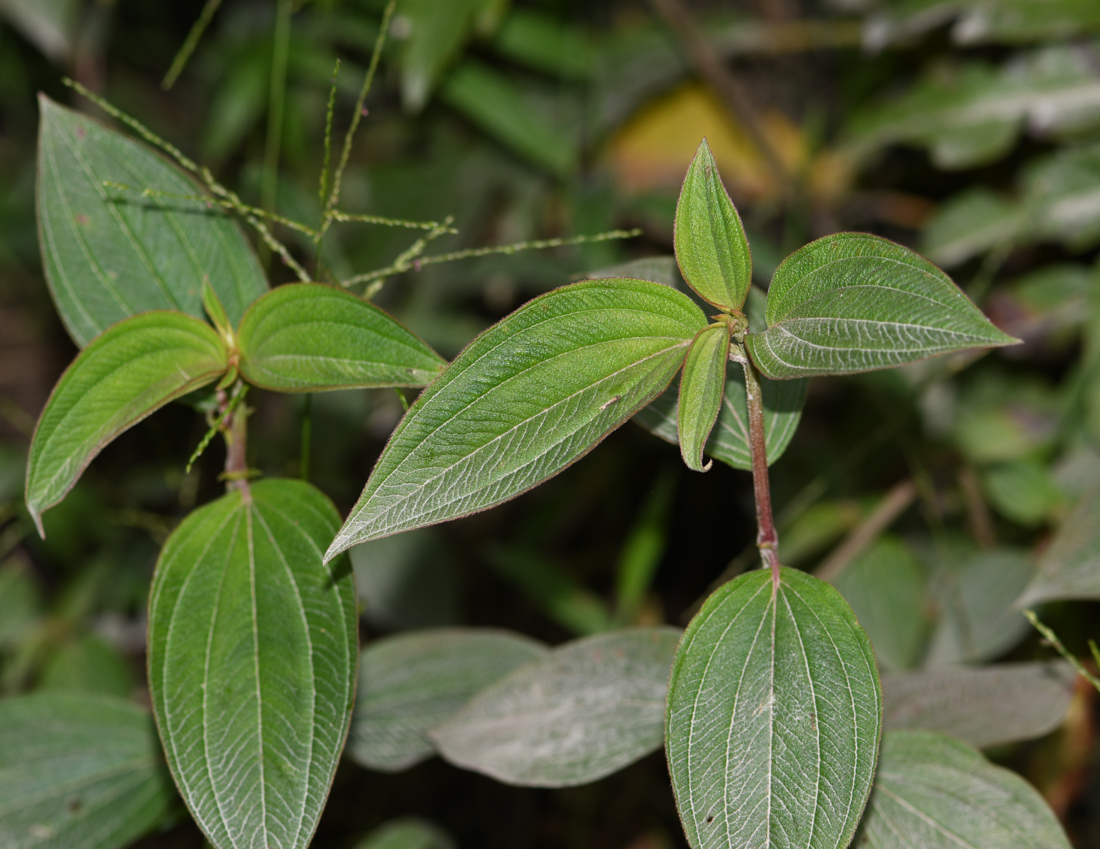 Изображение особи семейство Melastomataceae.