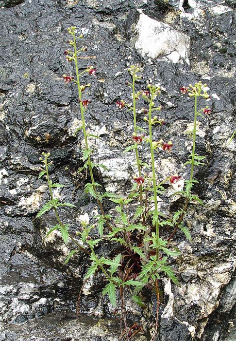 Изображение особи Scrophularia rupestris.