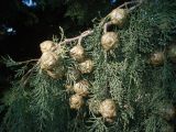 Cupressus sempervirens