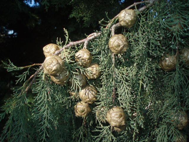 Изображение особи Cupressus sempervirens.