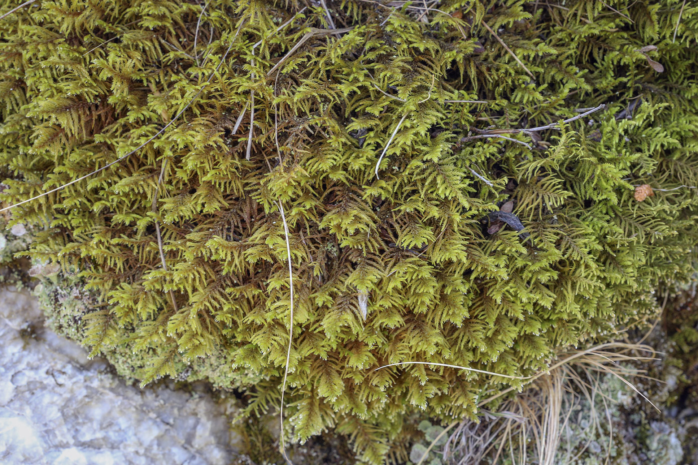 Image of Abietinella abietina specimen.