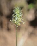 Phleum alpinum