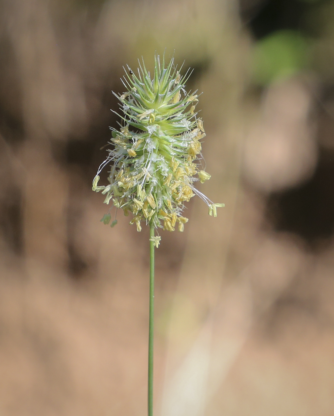 Изображение особи Phleum alpinum.