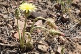 Taraxacum turcomanicum. Цветущее и плодоносящее растение. Узбекистан, Наманганская обл., Кураминский хр., Ангренское плато, каменистый склон между двумя тоннелями пер. Камчик, выс. ок. 2200 м н.у.м. 08.08.2021.