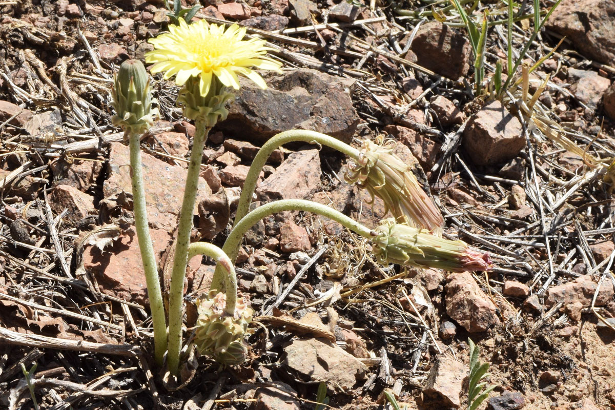 Изображение особи Taraxacum turcomanicum.