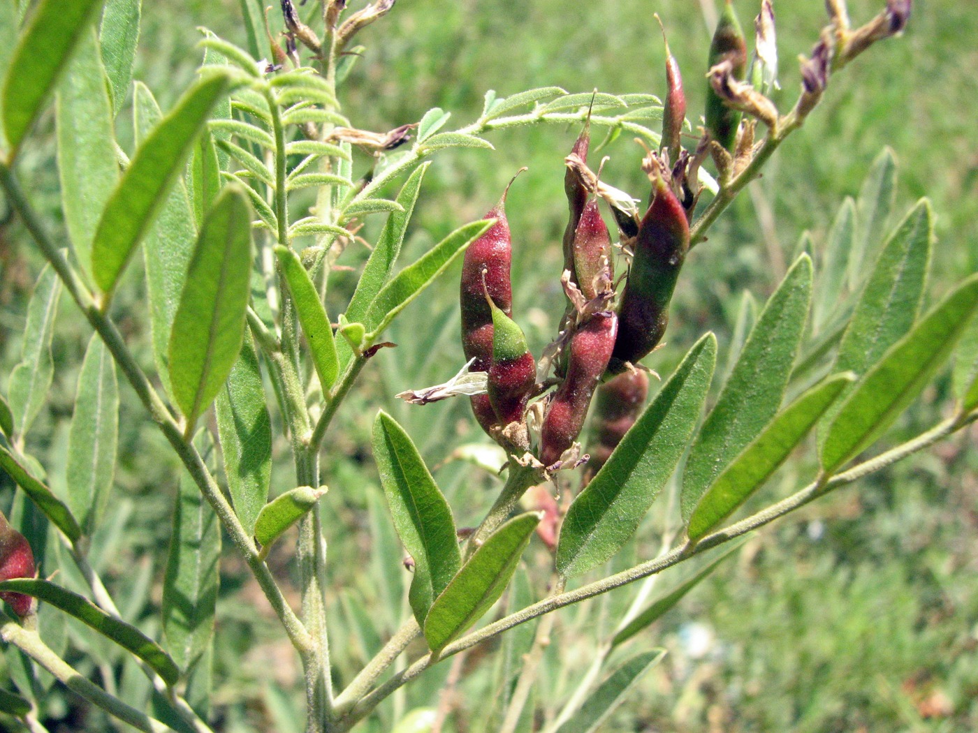 Изображение особи Glycyrrhiza glabra.