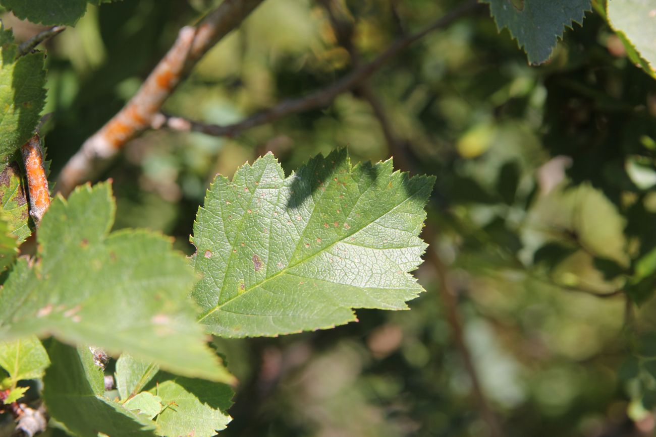 Изображение особи Crataegus chlorocarpa.