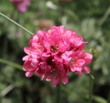 Armeria pseudarmeria