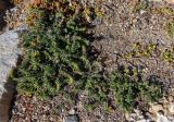 Echium arenarium. Цветущие и плодоносящие растения в сообществе с Anthemis rigida и Mesembryanthemum nodiflorum. Греция, Эгейское море, о. Сирос, пос. Фабрика (Φάμπρικα), низкий каменистый берег моря. 22.04.2021.