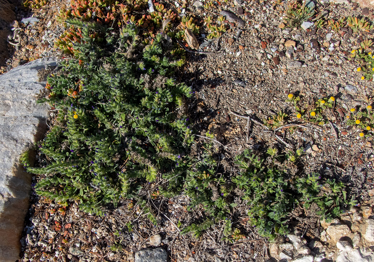 Image of Echium arenarium specimen.