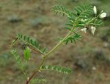 Astragalus guttatus. Верхняя часть цветущего и плодоносящего побега. Азербайджан, Гобустанский заповедник. 10.04.2010.