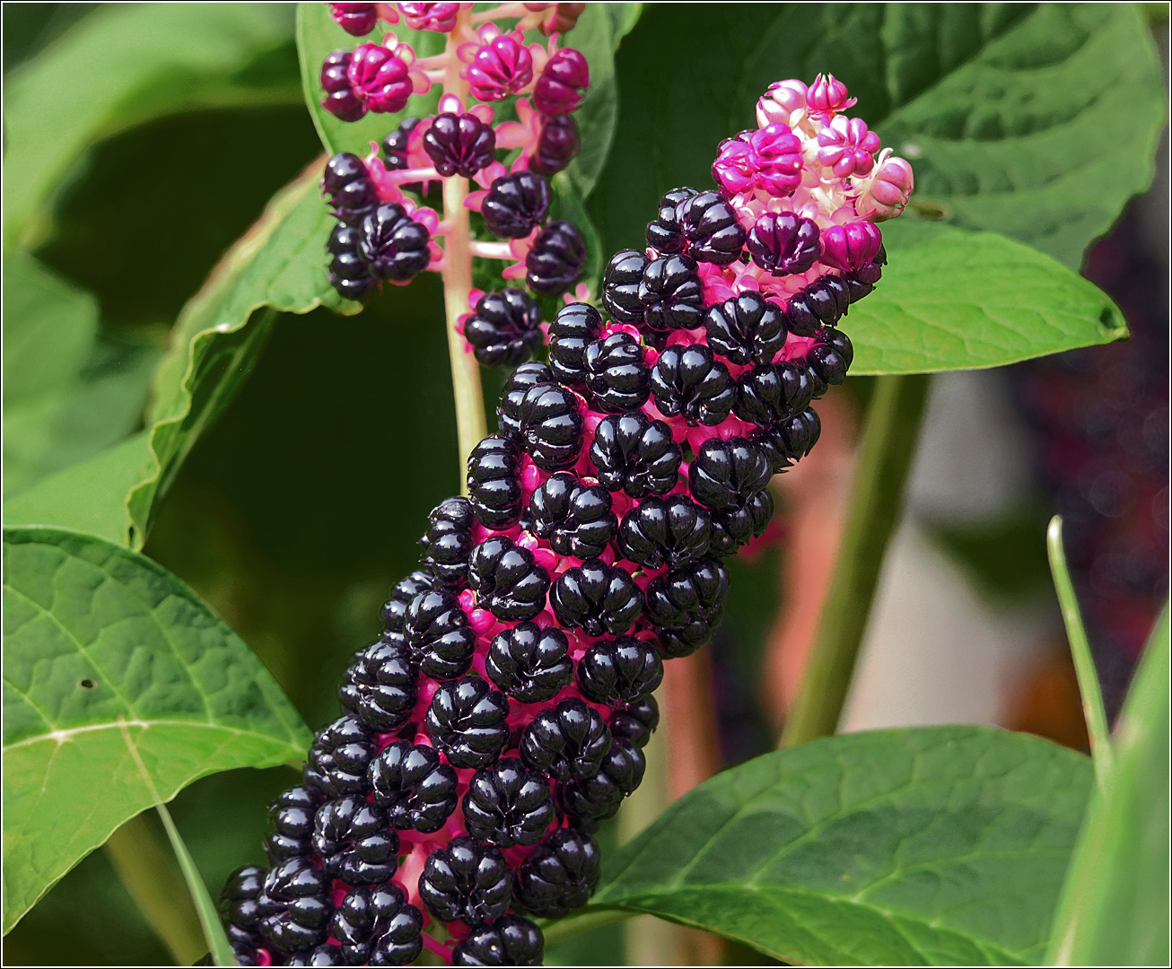 Изображение особи Phytolacca acinosa.