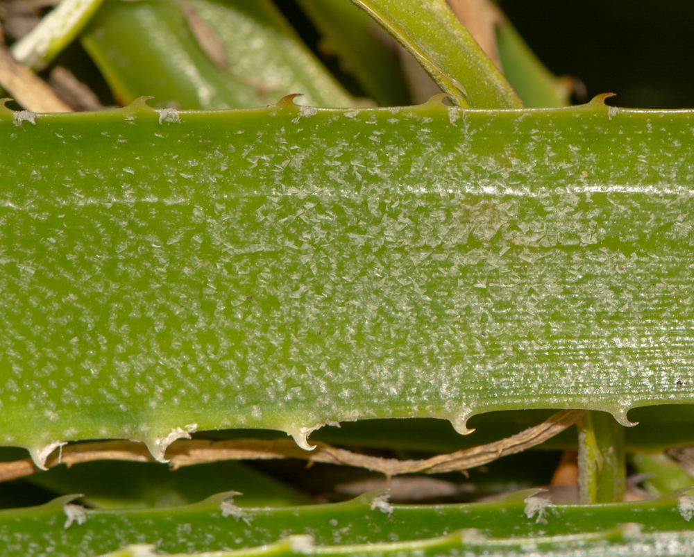 Изображение особи семейство Bromeliaceae.